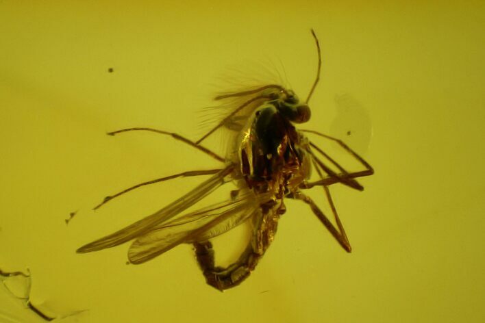 Two Fossil Flies (Diptera) In Baltic Amber #150703